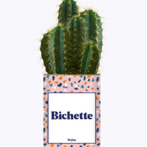 Styley – Plante en conserve – Bichette – Cactus Varié