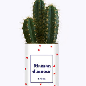 Styley – Plante en conserve – Maman d’amour – Cactus Varié
