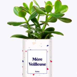 Styley – Plante en conserve – Mère Veilleuse – Crassula Varié