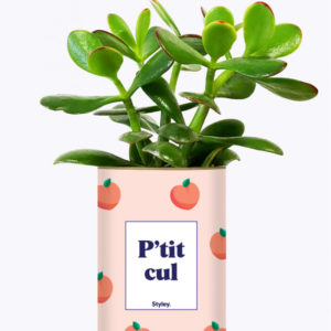 Styley – Plante en conserve – Pt’it cul – Crassula Varié
