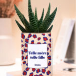 Styley – Plante grasse en pot – Telle mère, telle fille