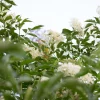 FleursdeSureau.jpg