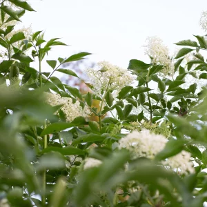 Deux soeurs – Bougie – Fleurs de sureau