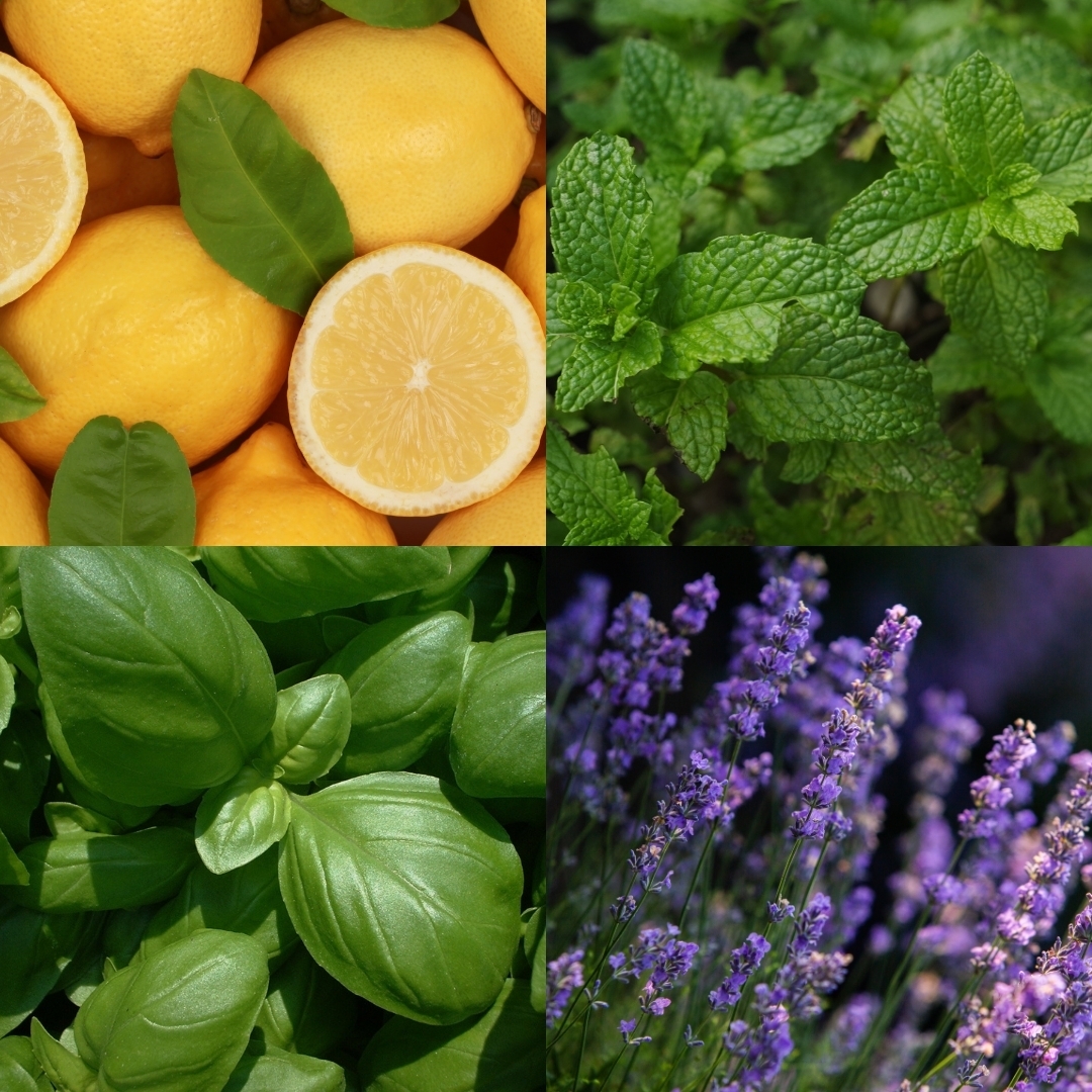 galets-de-douche-ocean-bliss-2pcs2