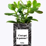 Styley – Plante grasse en pot – C&rsquo;est qui le patron ?