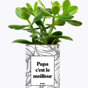 Styley – Plante grasse en pot – Papa c&rsquo;est le meilleur