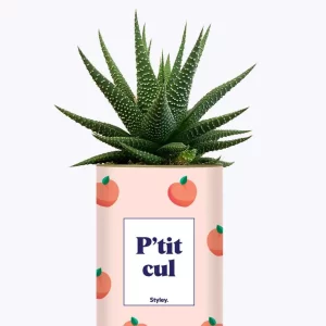Styley – Plante en pot – P&rsquo;tit cul
