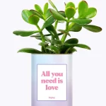 Styley – Plante grasse en pot – All you need is love