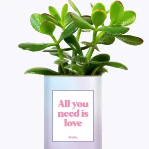 Styley – Plante grasse en pot – All you need is love