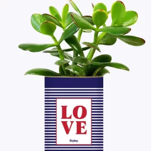 Styley – Plante grasse en pot – Love