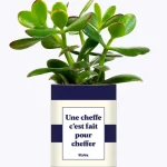 Styley – Plante grasse en pot – Une cheffe, c&rsquo;est fait pour cheffer