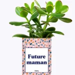 Styley – Plante grasse en pot – Future maman
