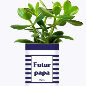 Styley – Plante grasse en pot – Futur papa