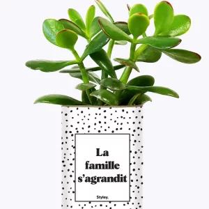 Styley – Plante grasse en pot – La famille s&rsquo;agrandit