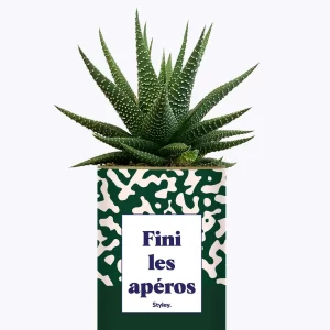 Styley – Plante grasse en pot – Fini les apéros