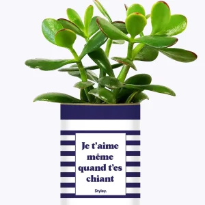 Styley – Plante grasse en pot – Je t&rsquo;aime même quand t&rsquo;es chiant