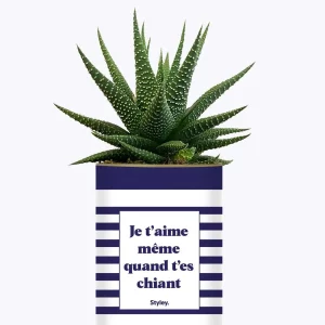 Styley – Plante en pot – Je t&rsquo;aime même quand t&rsquo;es chiant