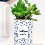 Styley – Plante grasse en pot – Collègue en or