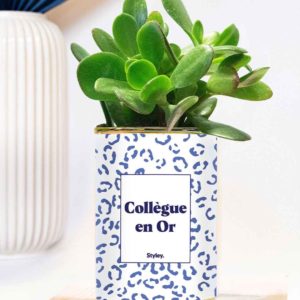 Styley – Plante grasse en pot – Collègue en or