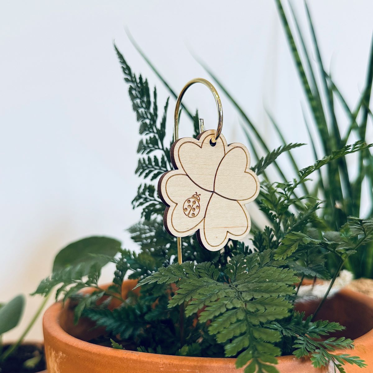 Pic-Botanique-Trefle-Les-Petites-Hirondelles-5